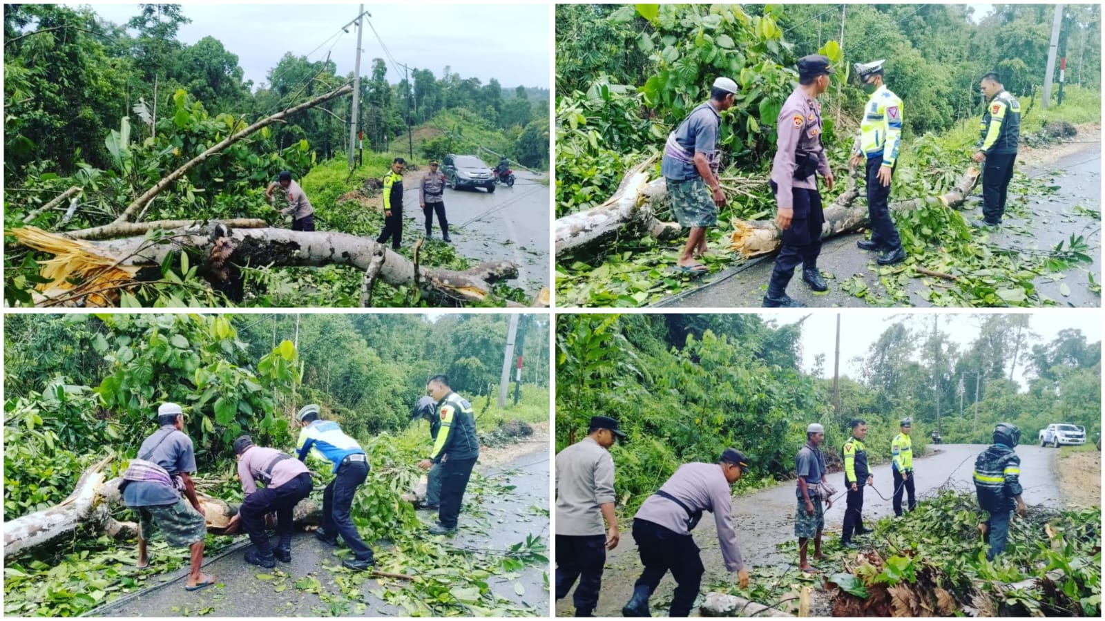 Pohon Tumbang Tutup Badan Jalan, Polisi Konsel Lakukan Pembersihan