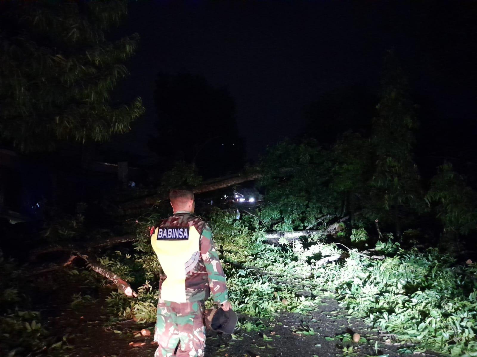 Hujan dan Angin Kencang, Sejumlah Pohon Tumbang Tutup Badan Jalan di Kendari