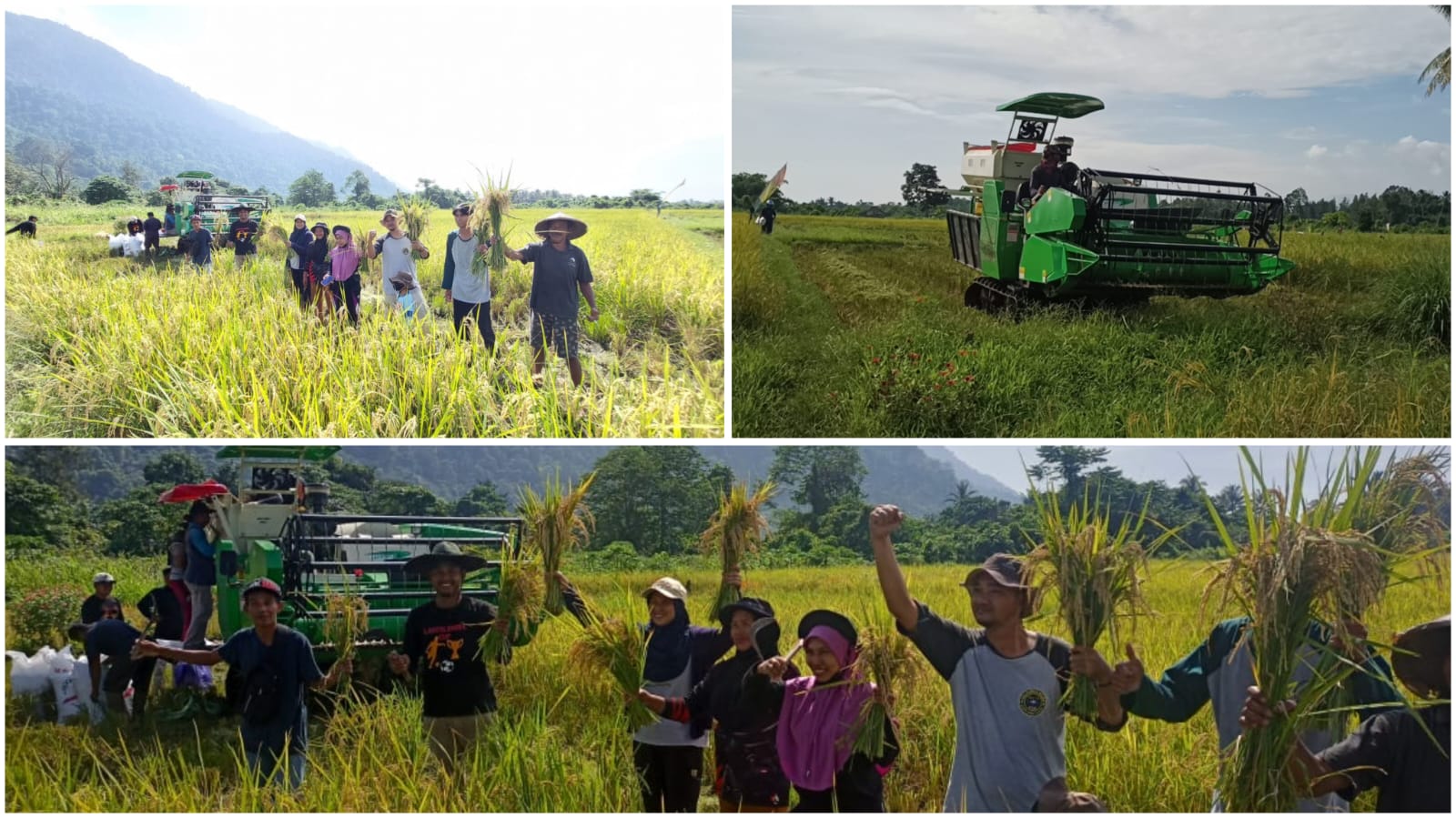 Petani Binaan PT Vale Desa Ululere Panen Perdana Padi Organik Musim Ketiga