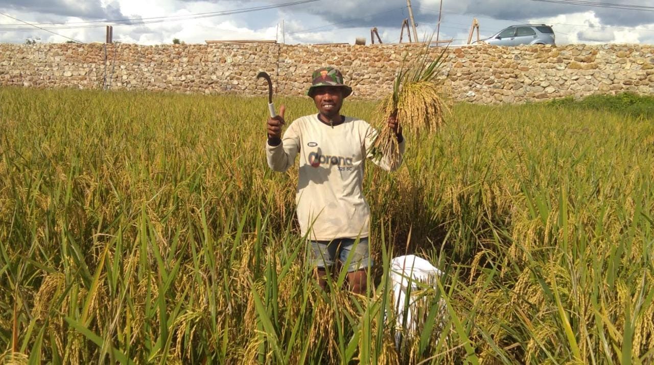 Berkat Program SRI Organik, Hasil Panen Binaan PT Vale di Kolaka Melimpah