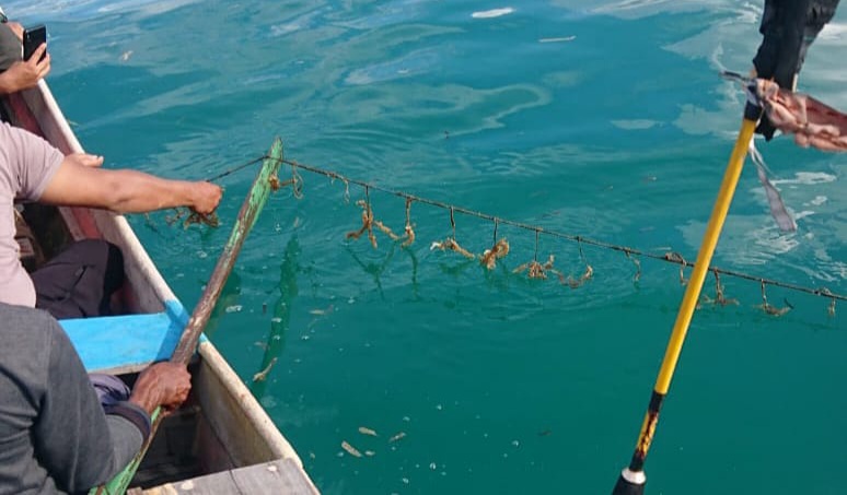 Rumput Laut Petani Desa Tanjung Tiram Konsel Mati, Diduga Akibat Bahan Kimia PT DSSP Power