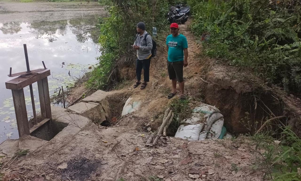 Pintu Air Bendungan Tonggalueno Jebol, Puluhan Hektare Sawah di Konawe Selatan Alami Kekeringan