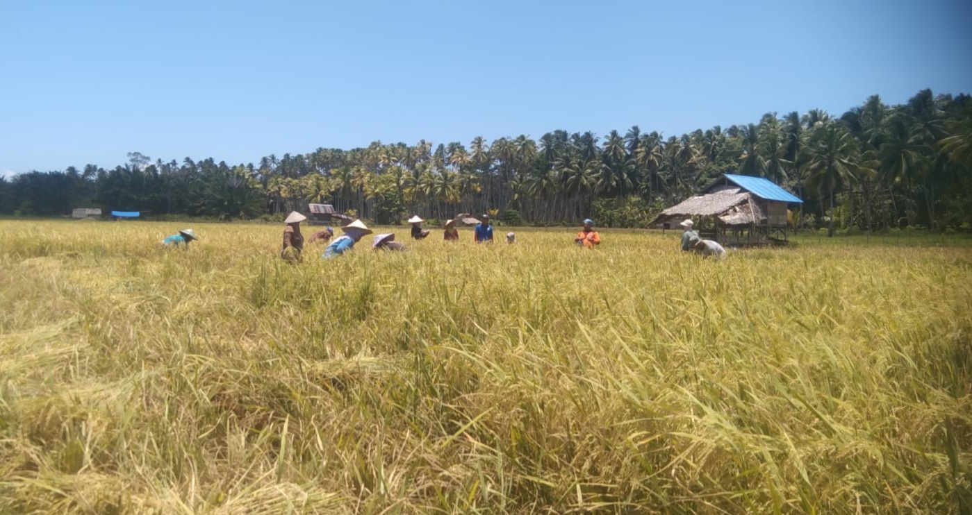 Irigasi Kering, Ratusan Hektar Sawah di Konawe Kepulauan Gagal Panen