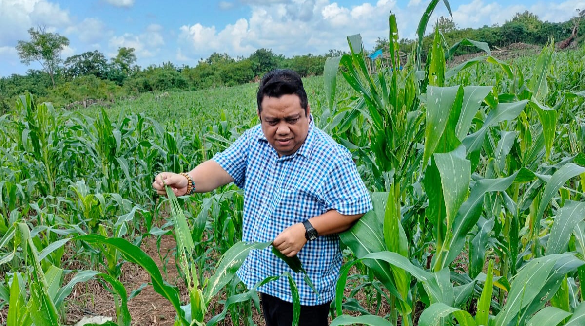 Distanak Pemprov Bersama Distan se-Sultra Terus Dampingi Petani Hadapi Perubahan Iklim