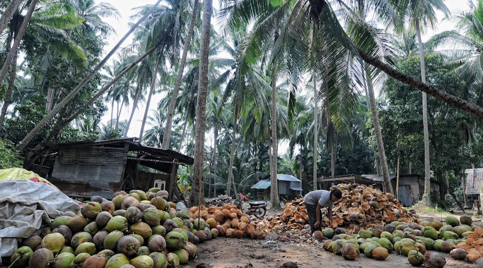 Wawonii Dipersimpangan, Dari Ancaman Krisis Pertanian ke Peluang Investasi