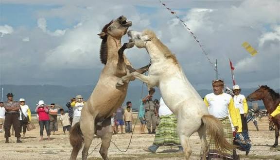 Atraksi Perkelahian Kuda, Pogiraha Adhara: Warisan Adat Muna yang Masih Bertahan di Tengah Modernisasi