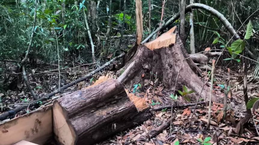 APH Diminta Hentikan Aktivitas Penebangan Liar di Kawasan Konservasi Hutan Lambusango Buton