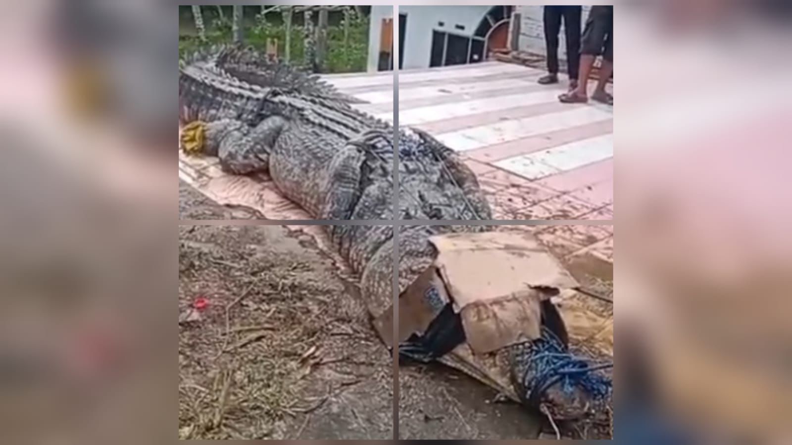 Gunakan Pancing, Buaya Raksasa yang Resahkan Warga Kolono Berhasil Ditangkap