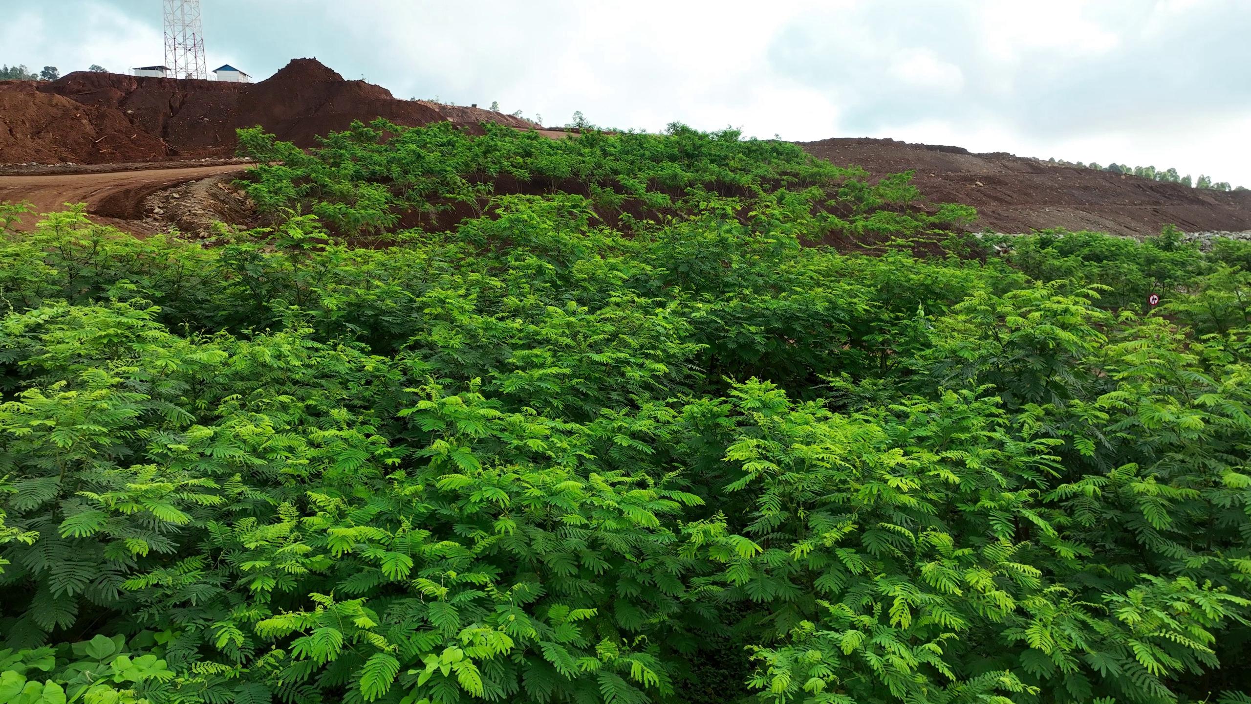 Sepanjang 2025, PT GKP Catat Capaian Lingkungan Signifikan di Pulau Wawonii